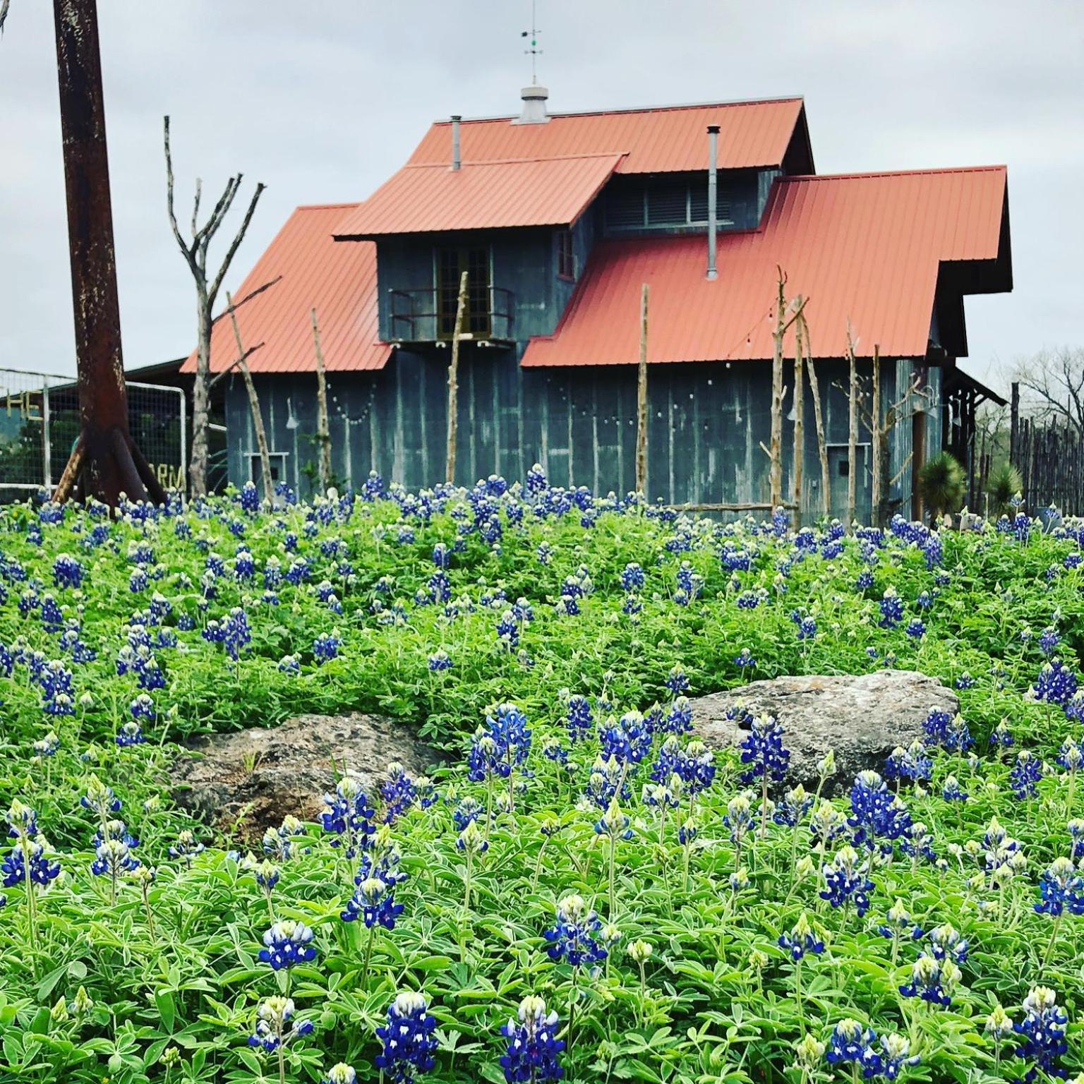 Villa Montesino Ranch Lodging à Wimberley Extérieur photo
